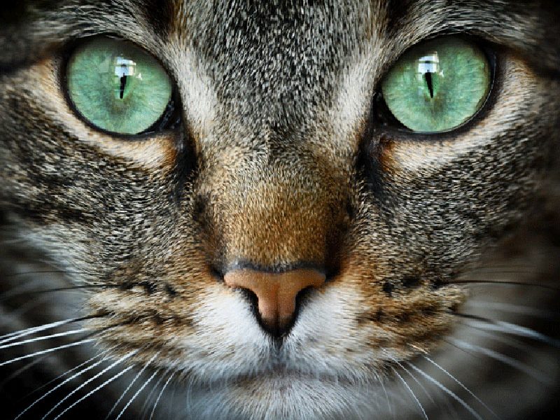 animais têm alma
