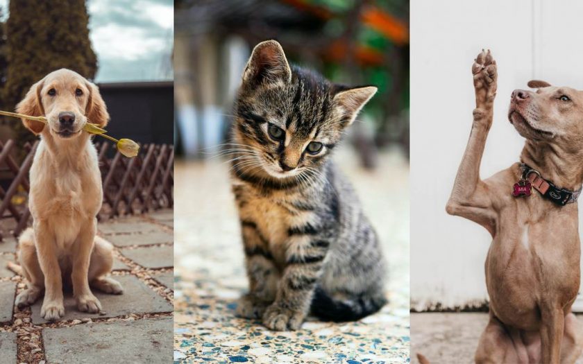 animais espiritismo